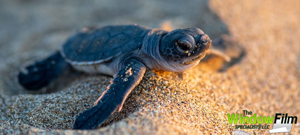 Sea turtle-friendly window film on a coastal property at night